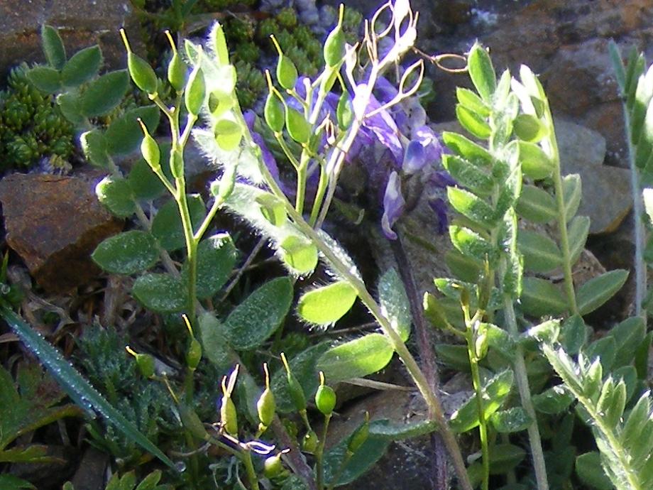 Oxytropis halleri  / Astragalo di Haller